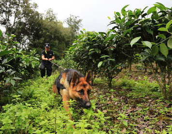 嗨，警犬！